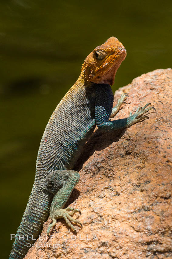 Agama Lizard, Meru National Park, Kenya., Agama, natural history stock photograph, photo id 29733