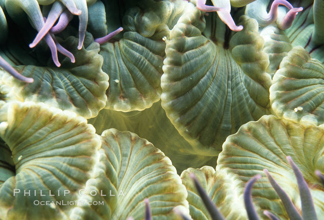 Aggregating anemone detail. San Miguel Island, California, USA, Anthopleura elegantissima, natural history stock photograph, photo id 00290