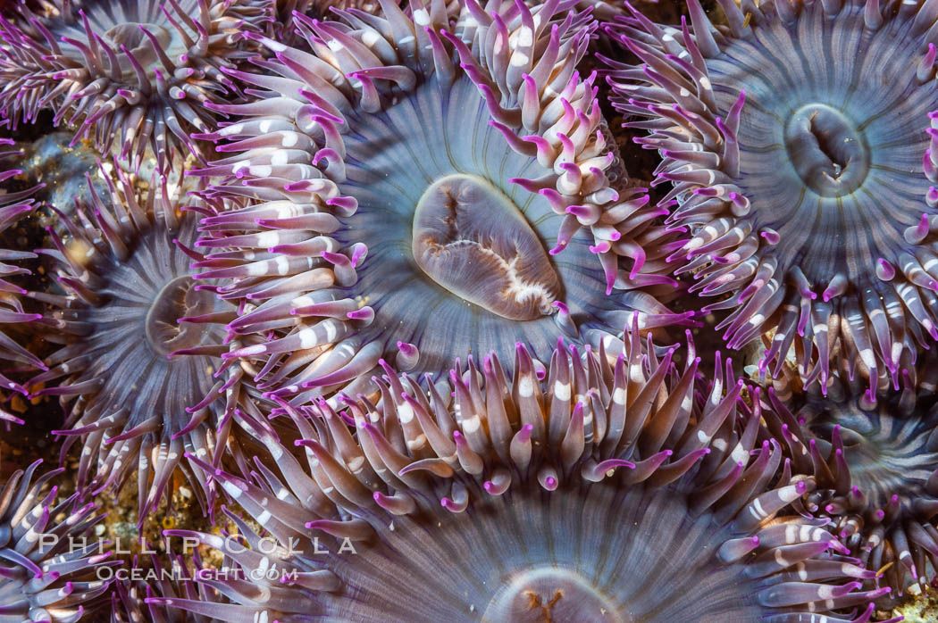Aggregating anemones.  Arrayed in a clonal group, all of these anemones are genetically identical.  San Nicholas Island. California, USA, Anthopleura elegantissima, natural history stock photograph, photo id 10150