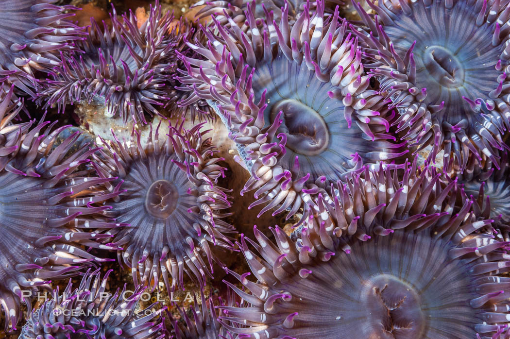 Aggregating anemones.  Arrayed in a clonal group, all of these anemones are genetically identical.  San Nicholas Island. California, USA, Anthopleura elegantissima, natural history stock photograph, photo id 10152