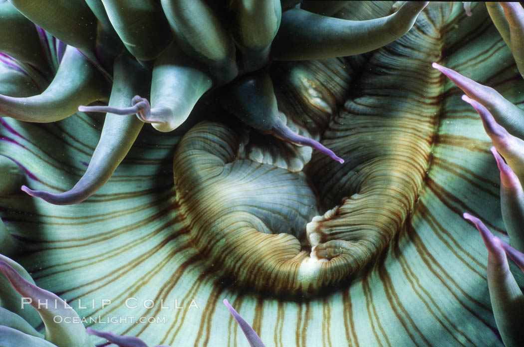 Aggregating anemone detail. Laguna Beach, California, USA, Anthopleura elegantissima, natural history stock photograph, photo id 02479