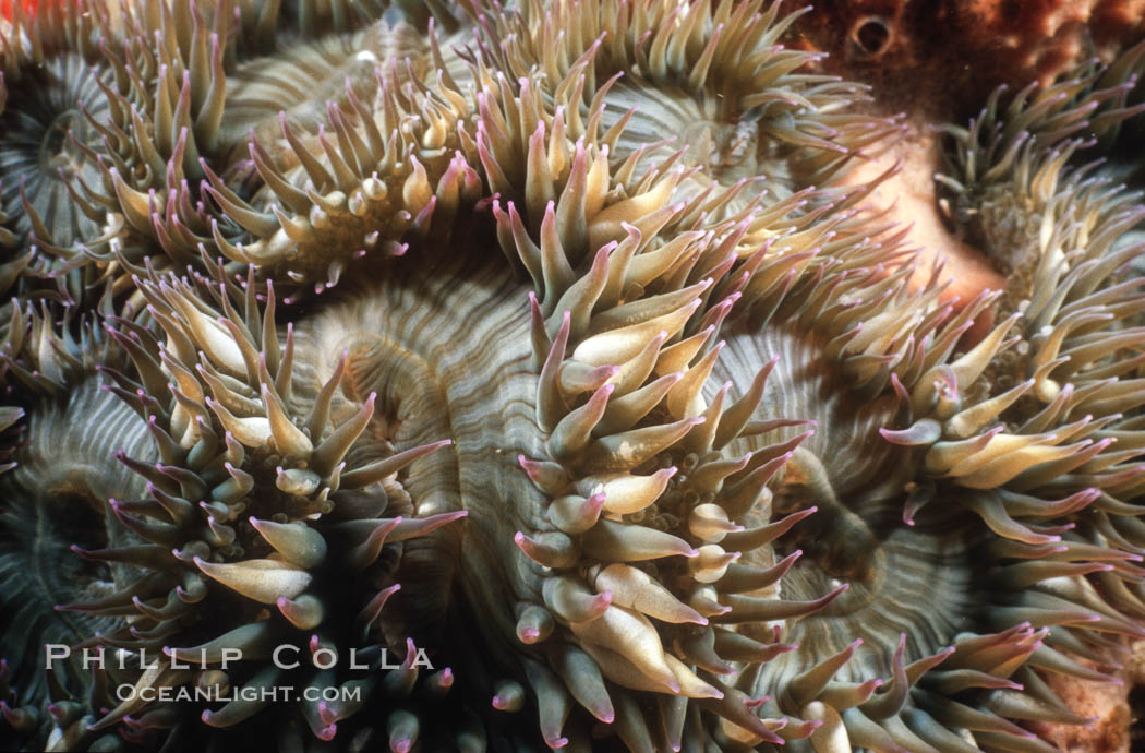 Aggregating anemone. Santa Rosa Island, California, USA, Anthopleura elegantissima, natural history stock photograph, photo id 01041