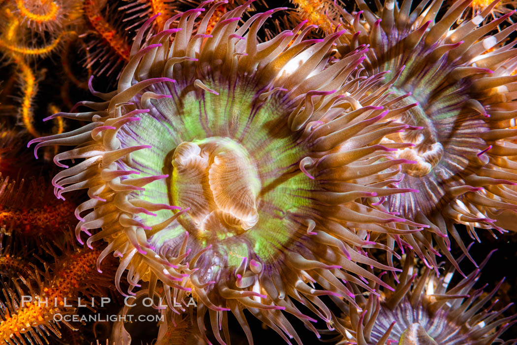 Aggregating anemones Anthopleura elegantissima on oil rigs, southern California., natural history stock photograph, photo id 35082