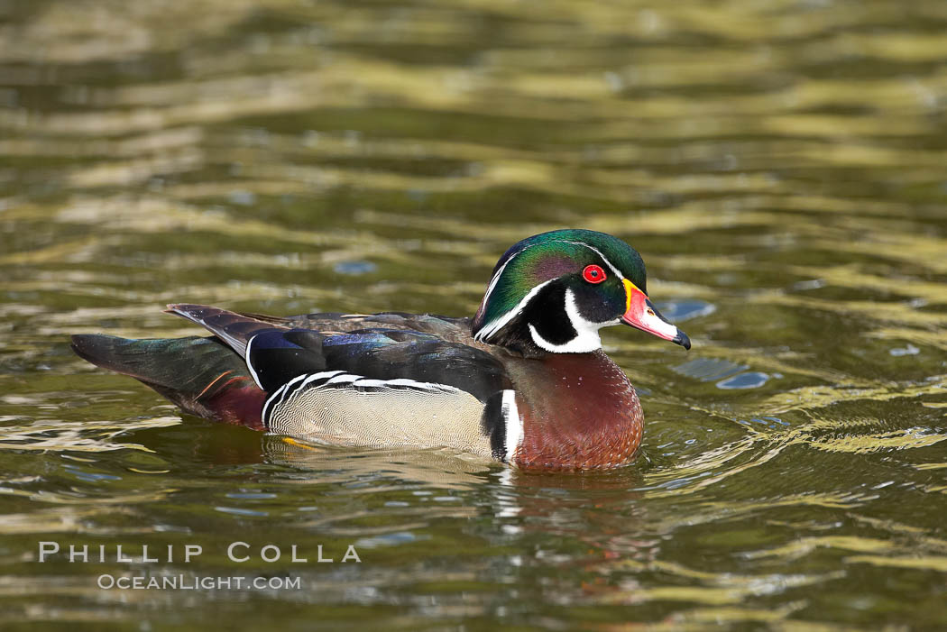 Wood duck, male. Santee Lakes, California, USA, Aix sponsa, natural history stock photograph, photo id 15698