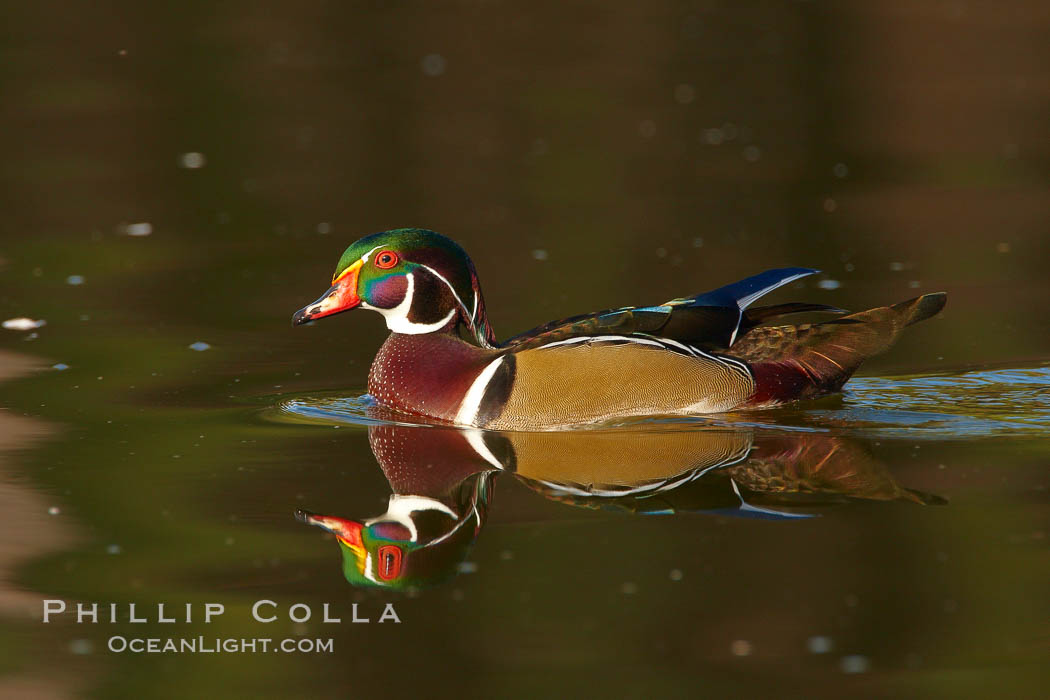 Wood duck, male. Santee Lakes, California, USA, Aix sponsa, natural history stock photograph, photo id 23394