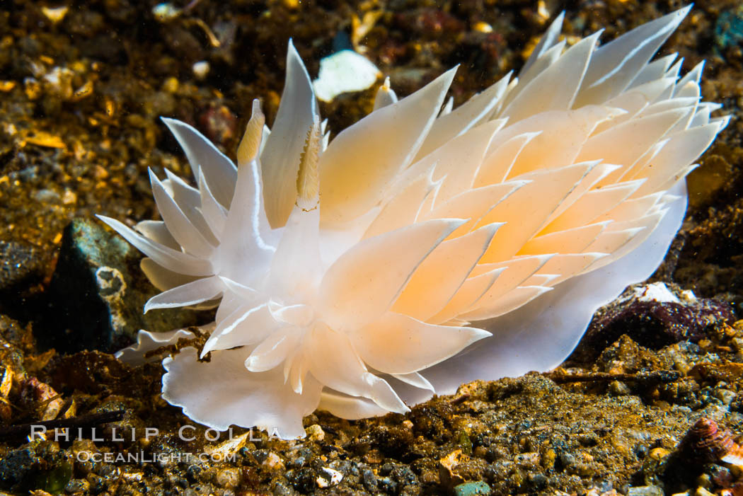 Alabaster Nudibranch, white-lined dirona, Dirona albolineata, Vancouver Island. British Columbia, Canada, Dirona albolineata, natural history stock photograph, photo id 34329