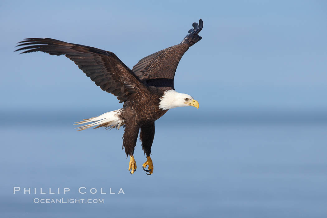 Bald eagle in flight, Kachemak Bay in background. Homer, Alaska, USA, Haliaeetus leucocephalus, Haliaeetus leucocephalus washingtoniensis, natural history stock photograph, photo id 22594
