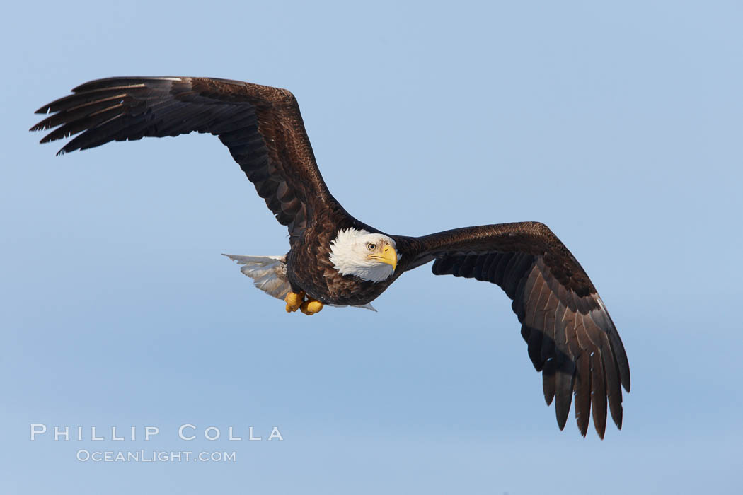 Bald eagle in flight, wing spread, soaring. Kachemak Bay, Homer, Alaska, USA, Haliaeetus leucocephalus, Haliaeetus leucocephalus washingtoniensis, natural history stock photograph, photo id 22599