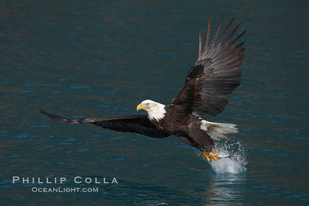 Bald eagle makes a splash while in flight as it takes a fish out of the water. Kenai Peninsula, Alaska, USA, Haliaeetus leucocephalus, Haliaeetus leucocephalus washingtoniensis, natural history stock photograph, photo id 22584