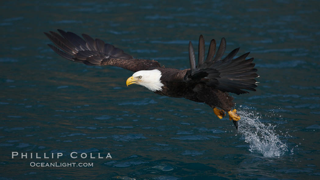 Bald eagle makes a splash while in flight as it takes a fish out of the water. Kenai Peninsula, Alaska, USA, Haliaeetus leucocephalus, Haliaeetus leucocephalus washingtoniensis, natural history stock photograph, photo id 22660