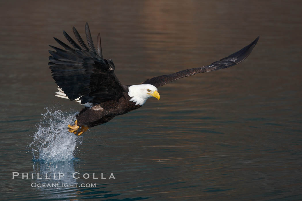 Bald eagle makes a splash while in flight as it takes a fish out of the water. Kenai Peninsula, Alaska, USA, Haliaeetus leucocephalus, Haliaeetus leucocephalus washingtoniensis, natural history stock photograph, photo id 22647