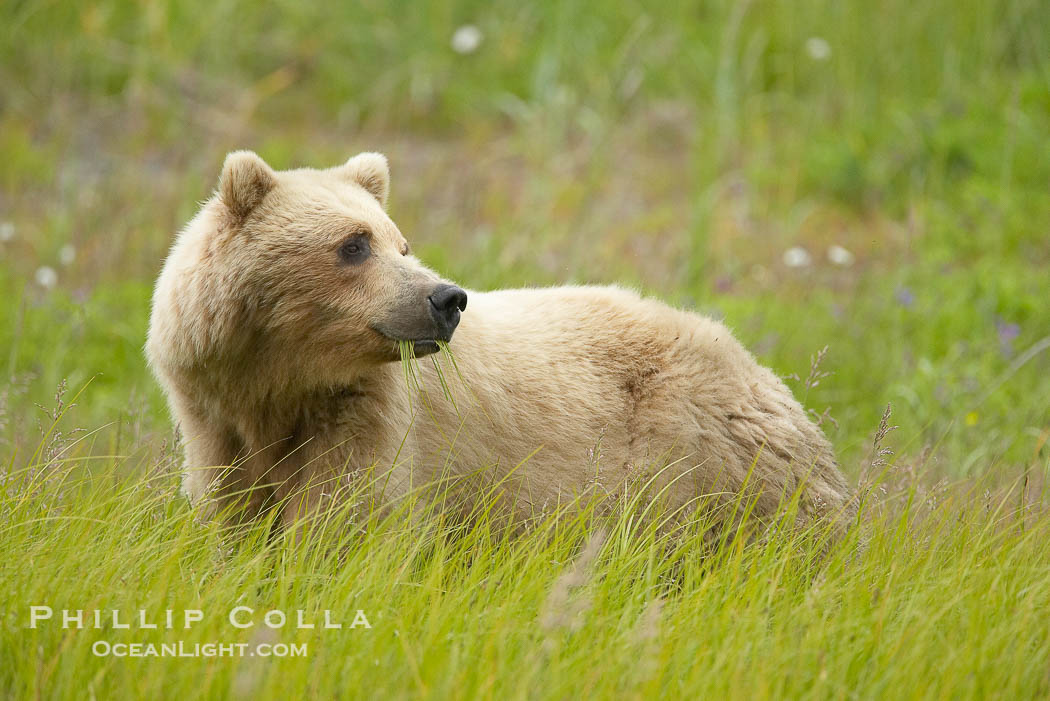 Coastal brown bear amid sedge grass, near Silver Salmon Creek., Ursus arctos, natural history stock photograph, photo id 19282
