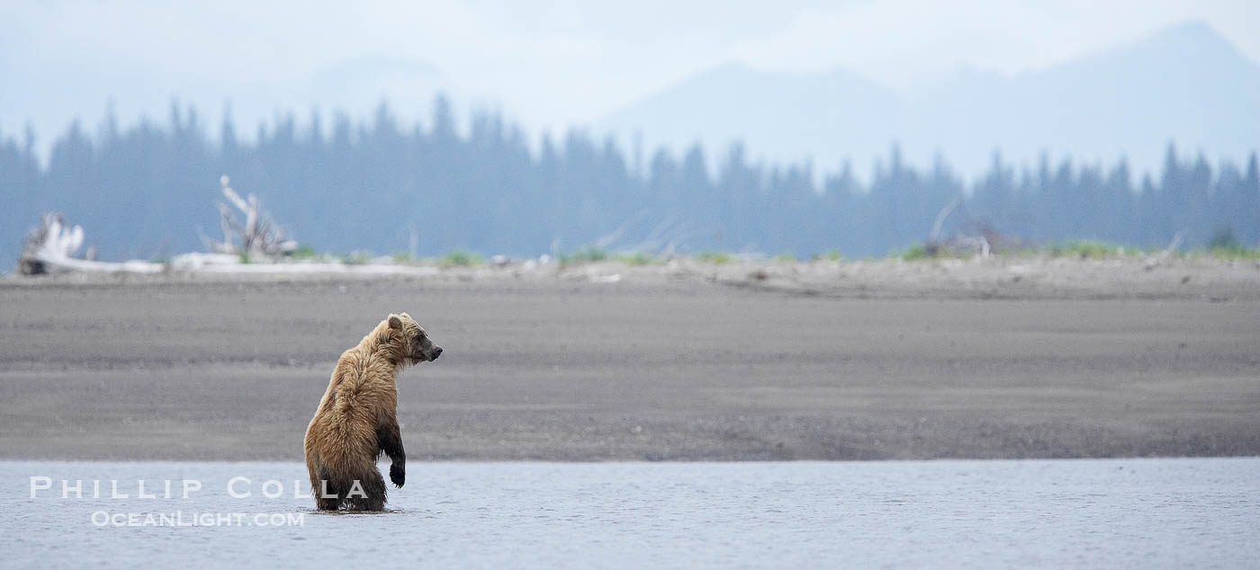 Mature male coastal brown bear boar waits on the tide flats at the mouth of Silver Salmon Creek for salmon to arrive.  Grizzly bear., Ursus arctos, natural history stock photograph, photo id 19290