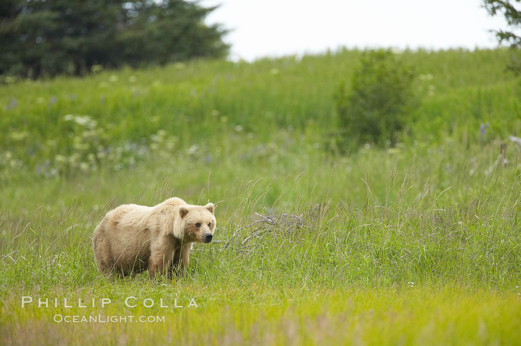 Coastal brown bear amid sedge grass, near Silver Salmon Creek. Lake Clark National Park, Alaska, USA, Ursus arctos, natural history stock photograph, photo id 19298
