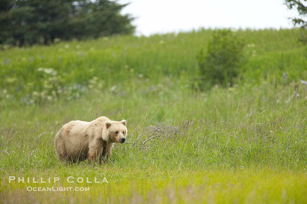 Coastal brown bear amid sedge grass, near Silver Salmon Creek., Ursus arctos, natural history stock photograph, photo id 19298