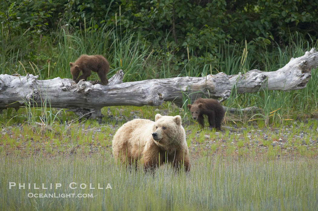Brown bear female sow with spring cubs.  These cubs were born earlier in the spring and will remain with their mother for almost two years, relying on her completely for their survival., Ursus arctos, natural history stock photograph, photo id 19306