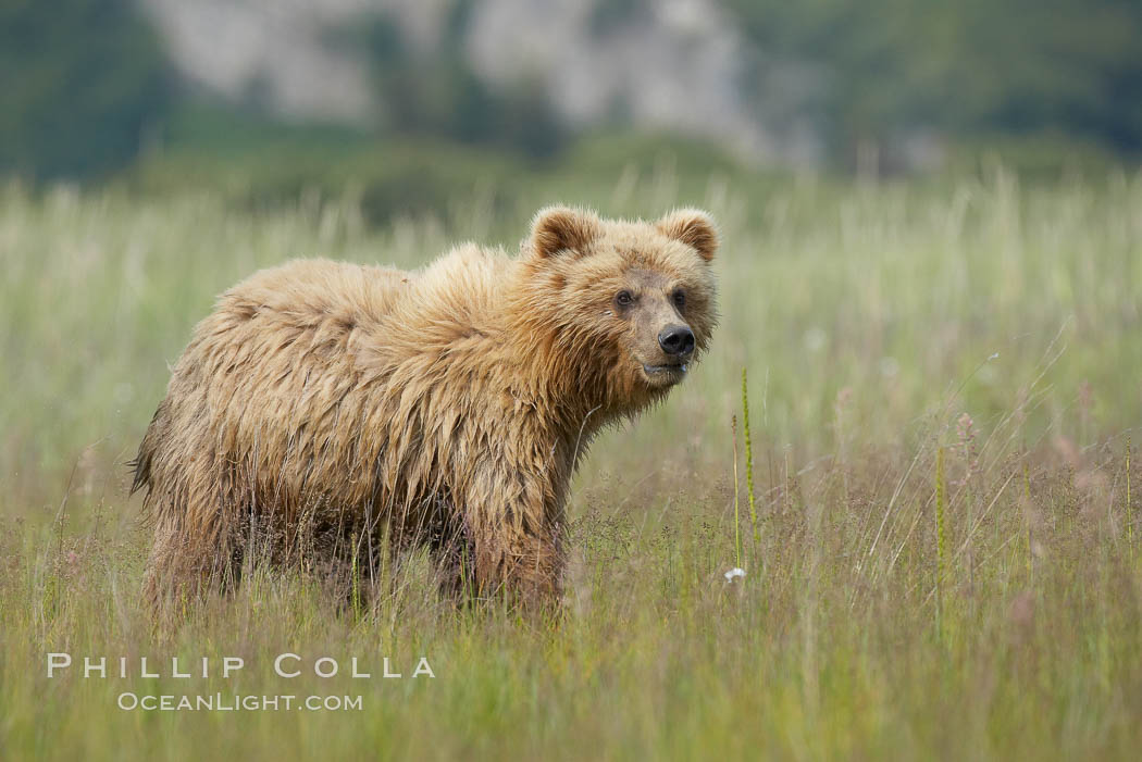 Coastal brown bear cub, one and a half years old, near Johnson River.  This cub will remain with its mother for about another six months, and will be on its own next year. Lake Clark National Park, Alaska, USA, Ursus arctos, natural history stock photograph, photo id 19296