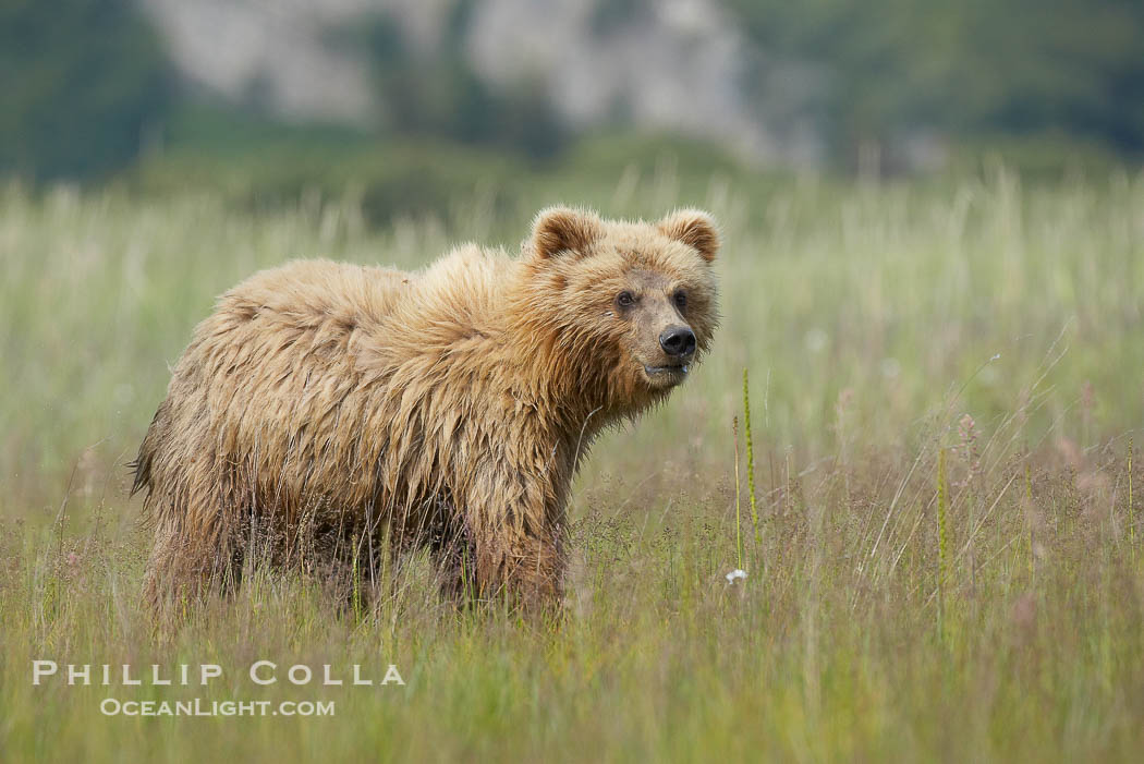 Coastal brown bear cub, one and a half years old, near Johnson River.  This cub will remain with its mother for about another six months, and will be on its own next year., Ursus arctos, natural history stock photograph, photo id 19296