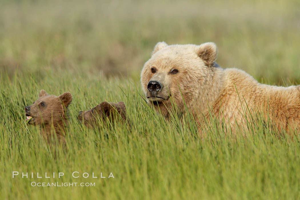 Brown bear female sow with spring cubs.  These cubs were born earlier in the spring and will remain with their mother for almost two years, relying on her completely for their survival. Lake Clark National Park, Alaska, USA, Ursus arctos, natural history stock photograph, photo id 19304