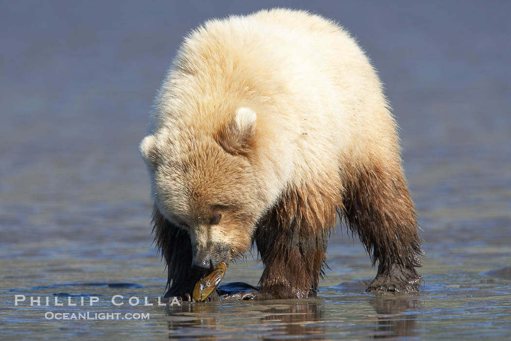 Juvenile female brown bear forages for razor clams in sand flats at extreme low tide.  Grizzly bear., Ursus arctos, natural history stock photograph, photo id 19295