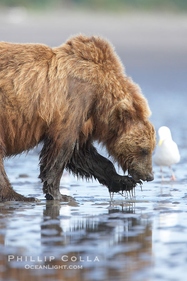 Coastal brown bear forages for razor clams in sand flats at extreme low tide.  Grizzly bear., Ursus arctos, natural history stock photograph, photo id 19303