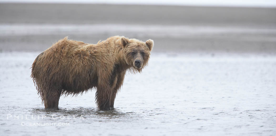 Mature male coastal brown bear boar waits on the tide flats at the mouth of Silver Salmon Creek for salmon to arrive.  Grizzly bear., Ursus arctos, natural history stock photograph, photo id 19281