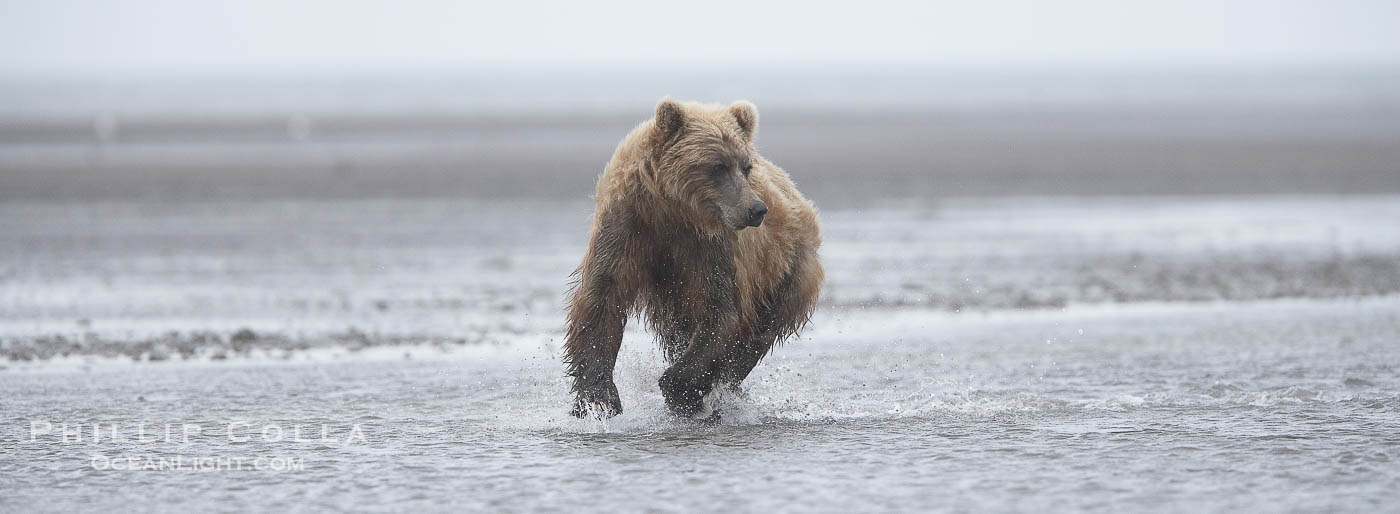 Mature male coastal brown bear boar waits on the tide flats at the mouth of Silver Salmon Creek for salmon to arrive.  Grizzly bear., Ursus arctos, natural history stock photograph, photo id 19289