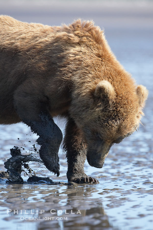 Coastal brown bear forages for razor clams in sand flats at extreme low tide.  Grizzly bear., Ursus arctos, natural history stock photograph, photo id 19293