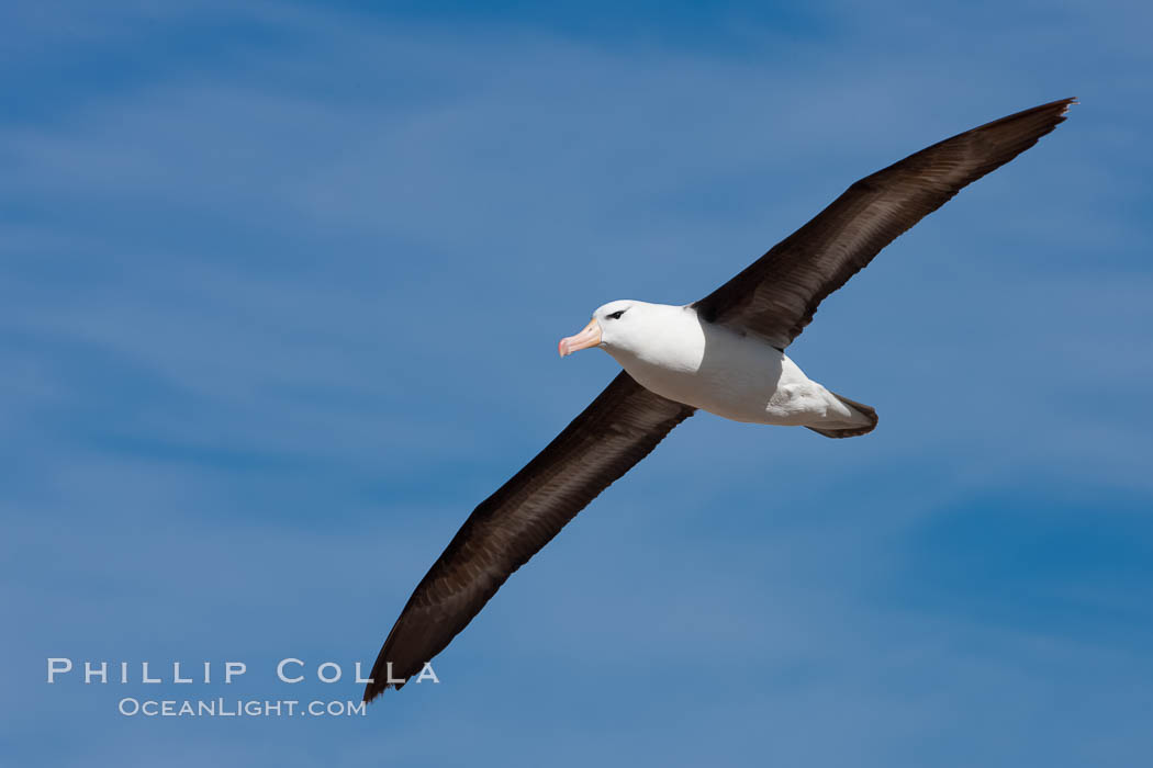 Black-browed albatross in flight, against a blue sky.  Black-browed albatrosses have a wingspan reaching up to 8', weigh up to 10 lbs and can live 70 years.  They roam the open ocean for food and return to remote islands for mating and rearing their chicks. Steeple Jason Island, Falkland Islands, United Kingdom, Thalassarche melanophrys, natural history stock photograph, photo id 24118