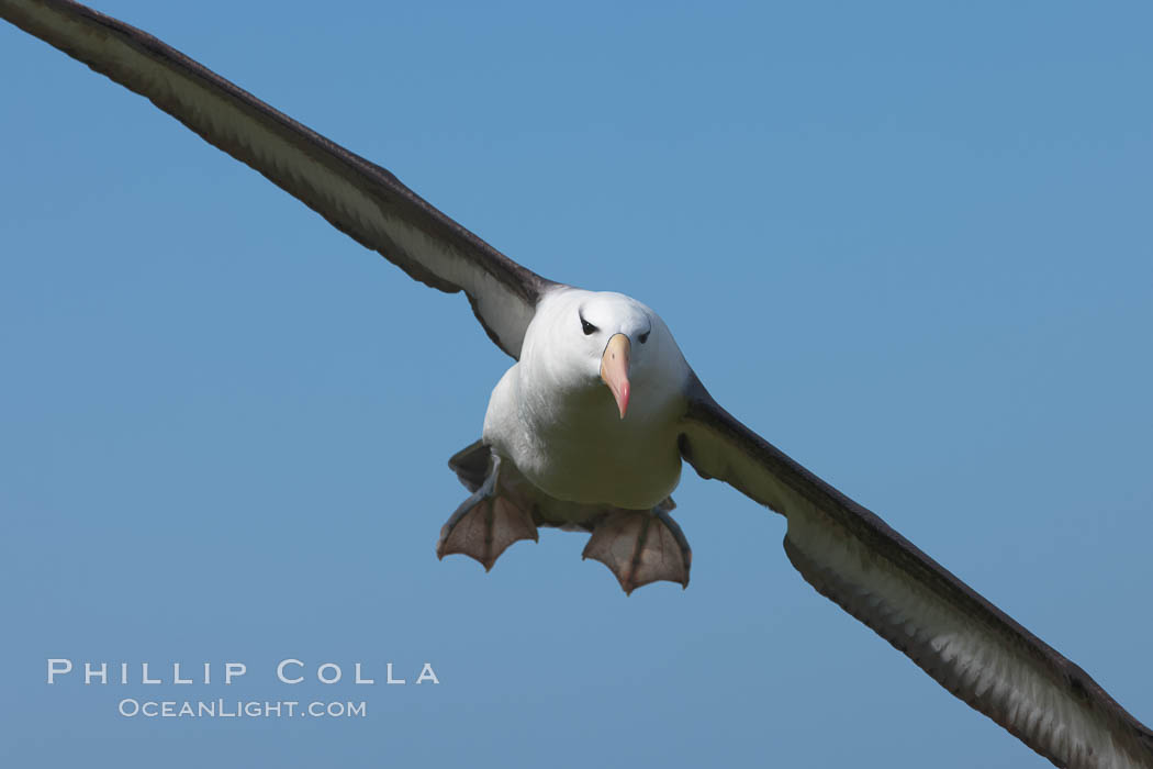 Black-browed albatross in flight, against a blue sky.  Black-browed albatrosses have a wingspan reaching up to 8', weigh up to 10 lbs and can live 70 years.  They roam the open ocean for food and return to remote islands for mating and rearing their chicks. Steeple Jason Island, Falkland Islands, United Kingdom, Thalassarche melanophrys, natural history stock photograph, photo id 24242