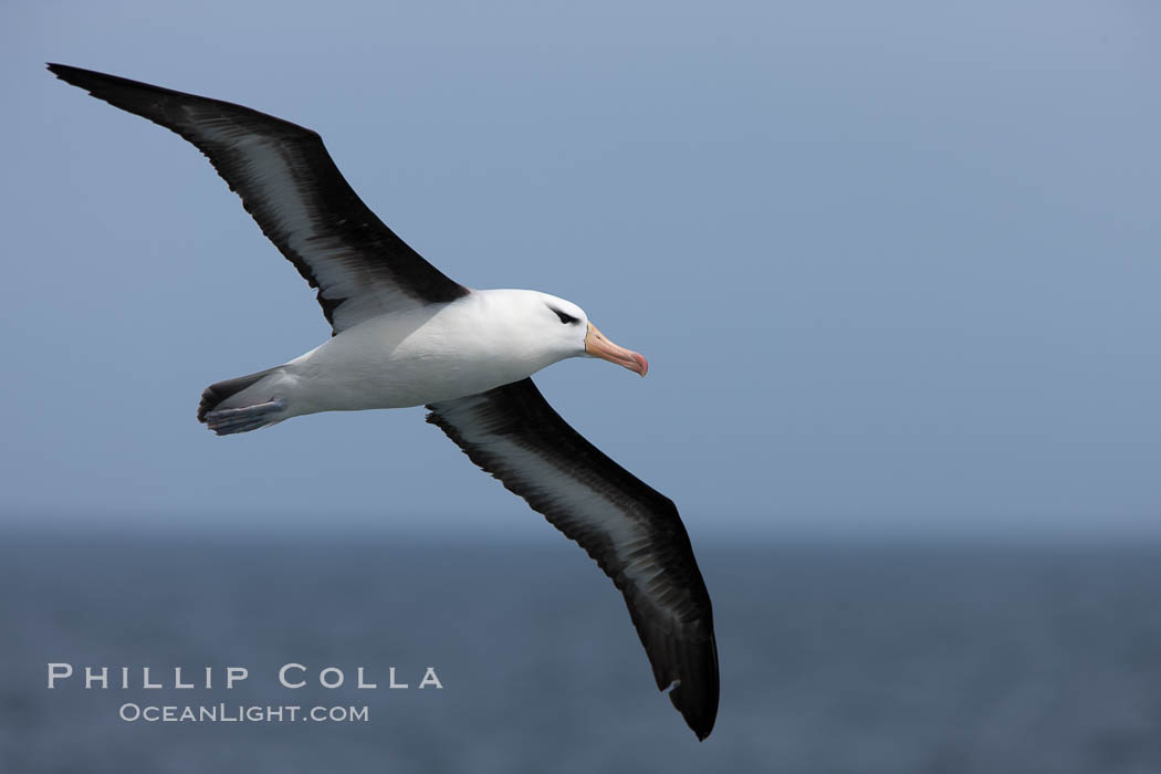 Black-browed albatross in flight.  The black-browed albatross is a medium-sized seabird at 3137" long with a 7994" wingspan and an average weight of 6.410 lb. They have a natural lifespan exceeding 70 years. They breed on remote oceanic islands and are circumpolar, ranging throughout the Southern Oceanic. Falkland Islands, United Kingdom, Thalassarche melanophrys, natural history stock photograph, photo id 23716