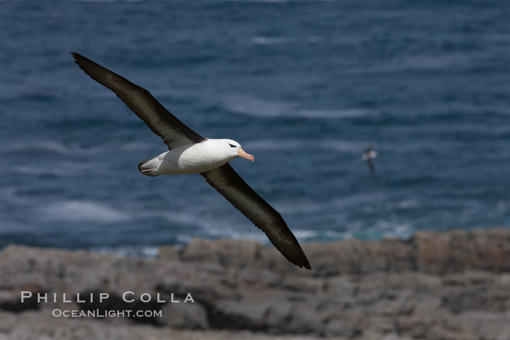 Black-browed albatross soaring in the air, near the breeding colony at Steeple Jason Island. Falkland Islands, United Kingdom, Thalassarche melanophrys, natural history stock photograph, photo id 24232