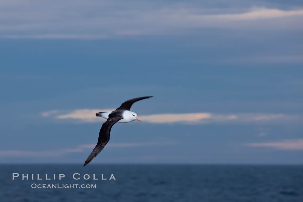 Black-browed albatross, in flight over the ocean.  The wingspan of the black-browed albatross can reach 10', it can weigh up to 10 lbs and live for as many as 70 years. Southern Ocean, Thalassarche melanophrys, natural history stock photograph, photo id 24186