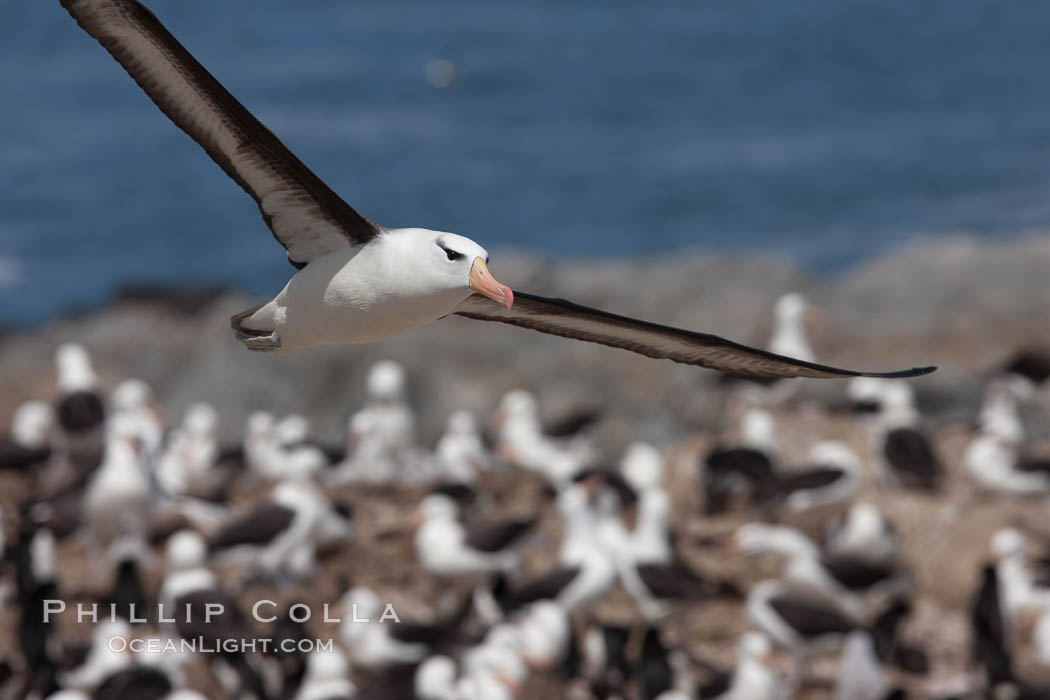 Black-browed albatross in flight, over the enormous colony at Steeple Jason Island in the Falklands. Falkland Islands, United Kingdom, Thalassarche melanophrys, natural history stock photograph, photo id 24216