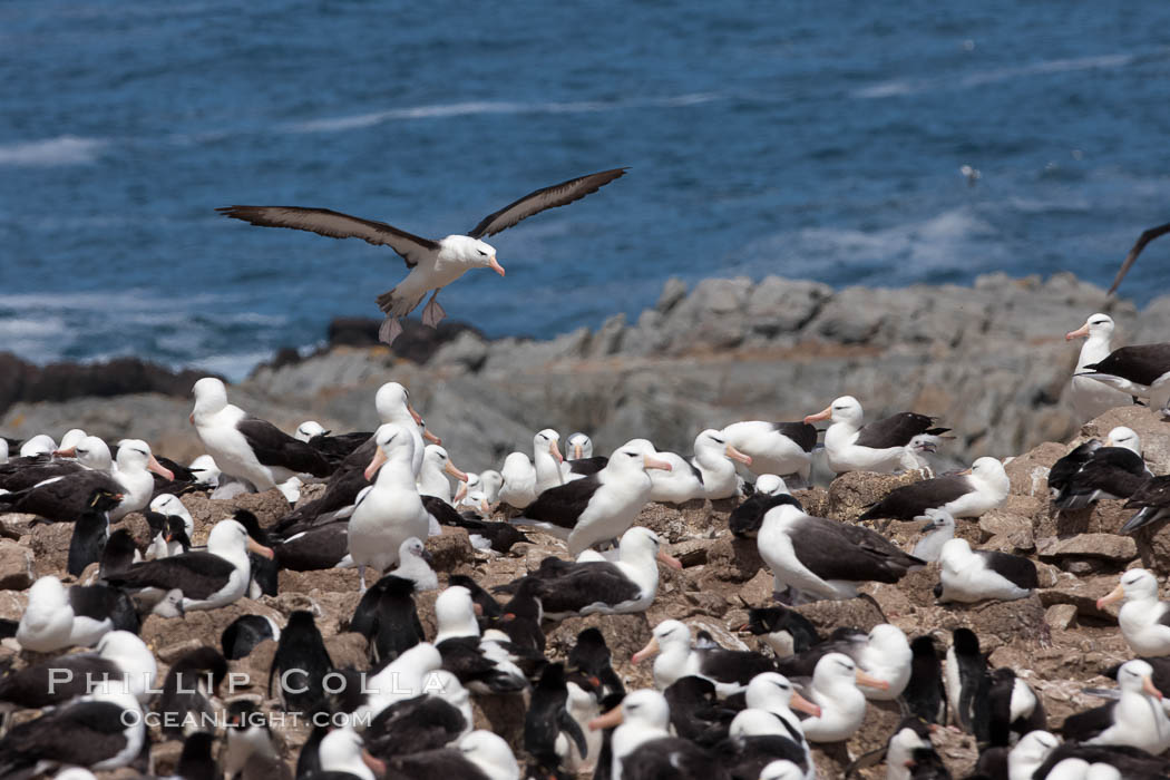 Black-browed albatross in flight, over the enormous colony at Steeple Jason Island in the Falklands. Falkland Islands, United Kingdom, Thalassarche melanophrys, natural history stock photograph, photo id 24211