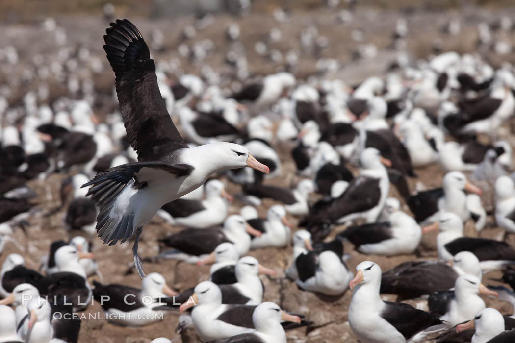 Black-browed albatross in flight, over the enormous colony at Steeple Jason Island in the Falklands. Falkland Islands, United Kingdom, Thalassarche melanophrys, natural history stock photograph, photo id 24243