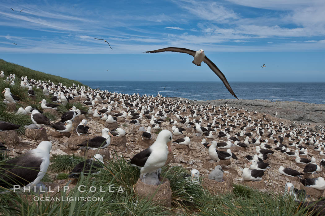 Black-browed albatross in flight, over the enormous colony at Steeple Jason Island in the Falklands. Falkland Islands, United Kingdom, Thalassarche melanophrys, natural history stock photograph, photo id 24221