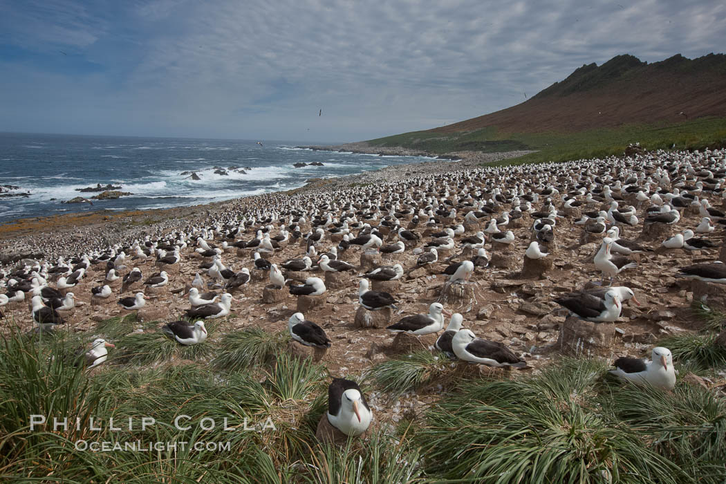 Black-browed albatross colony on Steeple Jason Island in the Falklands.  This is the largest breeding colony of black-browed albatrosses in the world, numbering in the hundreds of thousands of breeding pairs.  The albatrosses lay eggs in September and October, and tend a single chick that will fledge in about 120 days. Falkland Islands, United Kingdom, Thalassarche melanophrys, natural history stock photograph, photo id 24225