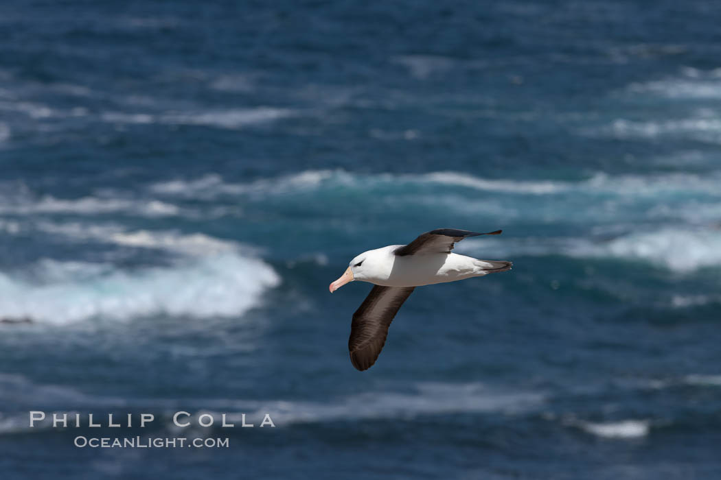 Black-browed albatross, Steeple Jason Island. Falkland Islands, United Kingdom, Thalassarche melanophrys, natural history stock photograph, photo id 24249