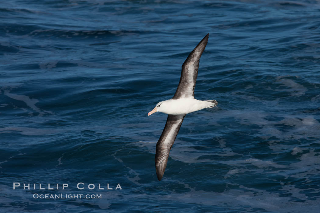 Black-browed albatross in flight, at sea.  The black-browed albatross is a medium-sized seabird at 31-37" long with a 79-94" wingspan and an average weight of 6.4-10 lb. They have a natural lifespan exceeding 70 years. They breed on remote oceanic islands and are circumpolar, ranging throughout the Southern Ocean., Thalassarche melanophrys, natural history stock photograph, photo id 24283