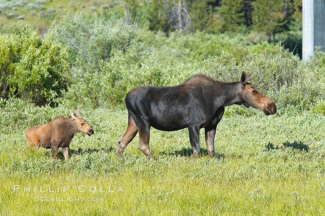Mother and calf moose wade through meadow grass near Christian Creek. Grand Teton National Park, Wyoming, USA, Alces alces, natural history stock photograph, photo id 13051