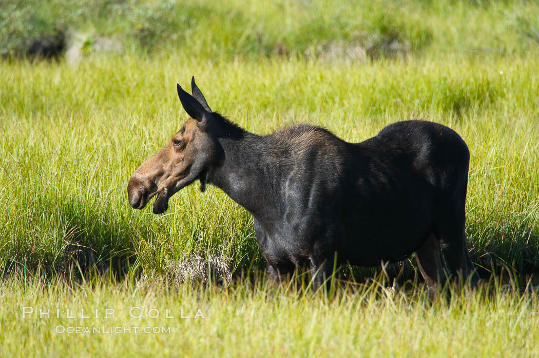 Adult female moose in Christian Creek. Grand Teton National Park, Wyoming, USA, Alces alces, natural history stock photograph, photo id 13045