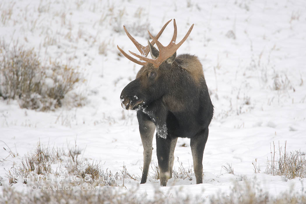 A male moose, bull moose, on snow covered field, near Cooke City. Yellowstone National Park, Wyoming, USA, Alces alces, natural history stock photograph, photo id 19687