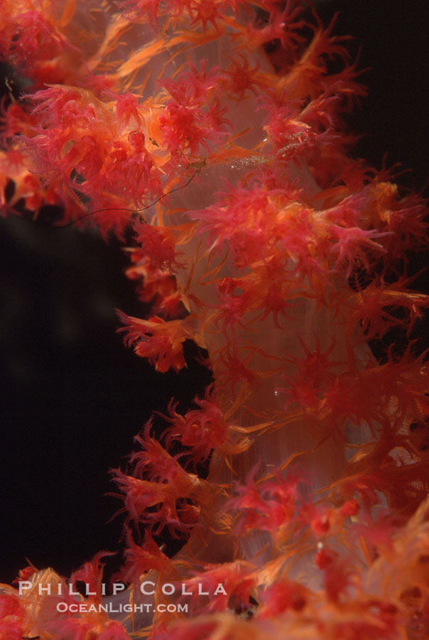 Red alcyonarian soft coral detail, Northern Red Sea. Egyptian Red Sea, Egypt, Dendronephthya, natural history stock photograph, photo id 05301