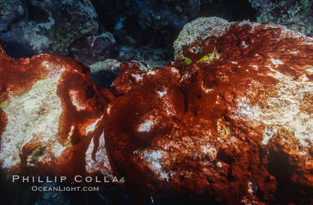 Algae growth on coral reef, in vicinity of Jin Shiang Fa shipwreck, Rose Atoll. Rose Atoll National Wildlife Sanctuary, American Samoa, USA, natural history stock photograph, photo id 00742