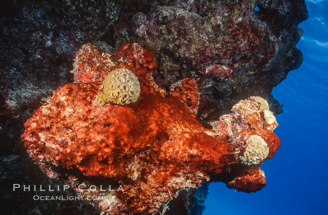 Algae growth on coral reef, in vicinity of Jin Shiang Fa shipwreck, Rose Atoll. Rose Atoll National Wildlife Sanctuary, American Samoa, USA, natural history stock photograph, photo id 00743