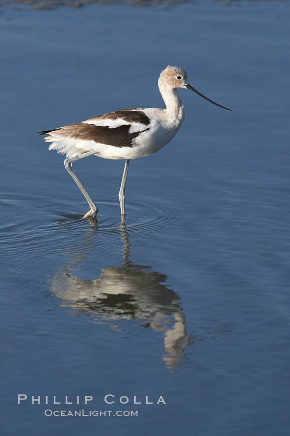 American avocet, forages on mud flats. Upper Newport Bay Ecological Reserve, Newport Beach, California, USA, Recurvirostra americana, natural history stock photograph, photo id 15678