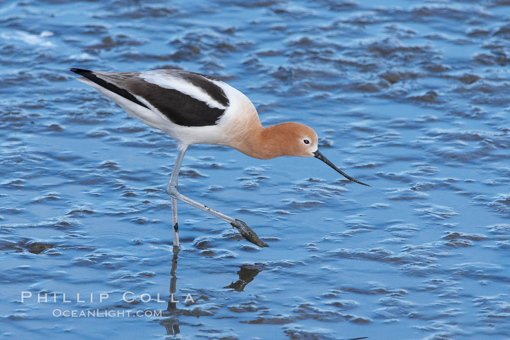 American avocet, female breeding plumage, forages on mud flats. Upper Newport Bay Ecological Reserve, Newport Beach, California, USA, Recurvirostra americana, natural history stock photograph, photo id 15675