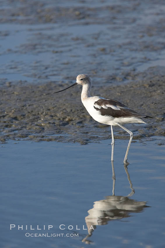 American avocet, forages on mud flats. Upper Newport Bay Ecological Reserve, Newport Beach, California, USA, Recurvirostra americana, natural history stock photograph, photo id 15681