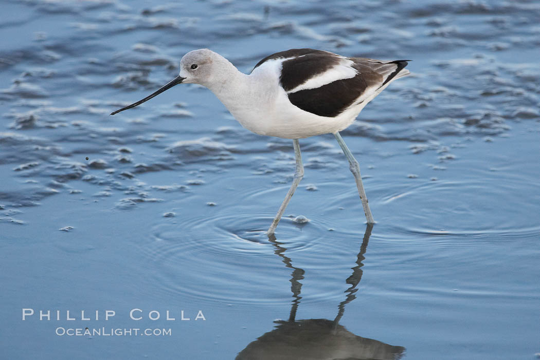 American avocet, male winter plumage, forages on mud flats. Upper Newport Bay Ecological Reserve, Newport Beach, California, USA, Recurvirostra americana, natural history stock photograph, photo id 15676